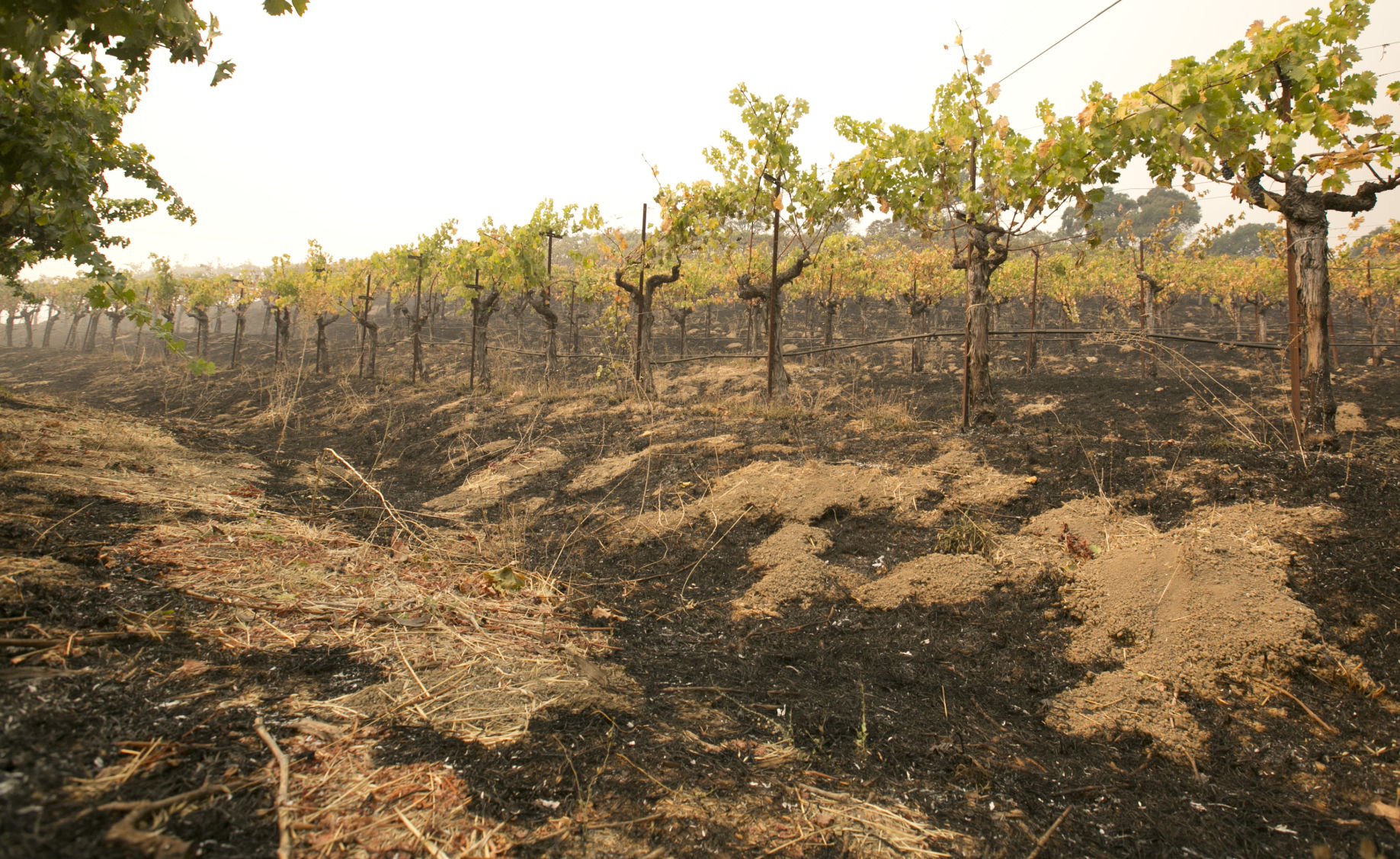 California Wildfires